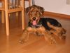 Airedale-Terrier Foto: Der Airedale-Welpe ist oft fotogen (ID 2165) Airedale-Terrier Hund