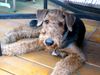 Airedale-Terrier Foto: Was geht hier ab für den Airedale-Welpen ? (ID 2166) Airedale-Terrier Hund