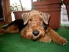 Airedale-Terrier Foto: Airedales wundern sich oft (ID 2168) Airedale-Terrier Hund
