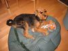 Airedale-Terrier Foto: Bin ich nicht cool! (ID 2266) Airedale-Terrier Hund