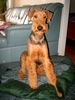 Airedale-Terrier Foto: Irgendwie schaue ich doch auch wie ein alter Kaiser .... oder ? (ID 2169) Airedale-Terrier Hund