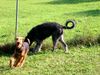 Airedale-Terrier Foto: 2 Welpen unter sich: der Airedale u. d. Irish Wolf (ID 2167) Airedale-Terrier Hund