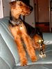 Airedale-Terrier Foto: Mein erster Pokal ist mir egal (ID 2459) Airedale-Terrier Hund