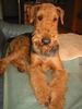 Airedale-Terrier Foto: Styrian Spirit Able to Win - Rufname AERO (ID 4482) Airedale-Terrier Hund