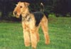 Airedale-Terrier Foto (ID 174) Airedale-Terrier Hund