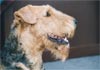 Airedale-Terrier Foto (ID 394) Airedale-Terrier Hund