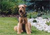 Airedale-Terrier Foto (ID 398) Airedale-Terrier Hund