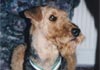Airedale-Terrier Foto (ID 399) Airedale-Terrier Hund