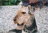 Airedale-Terrier Foto (ID 403) Airedale-Terrier Hund
