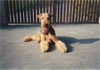 Airedale-Terrier Foto (ID 407) Airedale-Terrier Hund