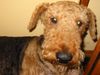 Airedale-Terrier Foto: guni-muni (ID 8670) Airedale-Terrier Hund