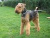 Airedale-Terrier Foto: Aero (ID 25203) Airedale-Terrier Hund