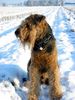 Airedale-Terrier Foto: Schneehund Tacco (ID 23149) Airedale-Terrier Hund