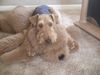 Airedale-Terrier Foto: Lara und Mr Vanpoochie (ID 19384) Airedale-Terrier Hund