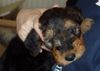 Airedale-Terrier Foto: Unser Baby Kilian (ID 20197) Airedale-Terrier Hund