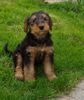 Airedale-Terrier Foto: das ist meine neue Familie ? (ID 20516) Airedale-Terrier Hund