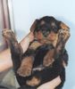 Airedale-Terrier Foto: Ich bin doch schon 6 Wochen, warum tragt ihr mich immer ..... (ID 2590) Airedale-Terrier Hund