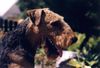 Airedale-Terrier Foto: Styrian Spirit ABC Of Joy (Ace) (ID 24195) Airedale-Terrier Hund