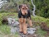 Airedale-Terrier Foto: Styrian Spirit All You Need (Terry) (ID 24183) Airedale-Terrier Hund