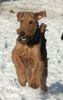 Airedale-Terrier Foto: Airedale beim Spielen im Winter (Foto-Ausschnitt) (ID 4703) Airedale-Terrier Hund