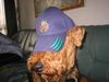 Airedale-Terrier Foto: bin Rapid Fan (ID 14790) Airedale-Terrier Hund