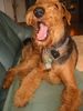 Airedale-Terrier Foto: Schon anstrengend das Airedale-Leben (ID 17485) Airedale-Terrier Hund