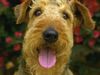 Airedale-Terrier Foto: Zur Erinnerung an ARCO (ID 16593) Airedale-Terrier Hund