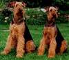 Airedale-Terrier Foto: Mutter & Sohn -Vorzügliche Vertreter ihrer Rasse (ID 981) Airedale-Terrier Hund