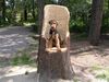 Airedale-Terrier Foto: Styrian Spirit Bright Star (Blue) (ID 24186) Airedale-Terrier Hund