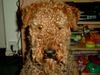 Airedale-Terrier Foto: ich muß zum friseur sagt frauchen (ID 3798) Airedale-Terrier Hund