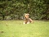 Airedale-Terrier Foto: Bianka 7 Jahre (ID 7352) Airedale-Terrier Hund