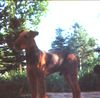 Airedale-Terrier Foto: Das ist unser Hund Bobby. Er ist Weihnachten(2002) gestorben. Aber er hat uns eine Tochter hinterlassen. (ID 1698) Airedale-Terrier Hund