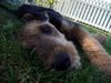 Airedale-Terrier Foto: Styrian Spirit Chase (Ares) (ID 24189) Airedale-Terrier Hund