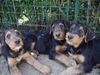 Airedale-Terrier Foto: Styrian Spirit Cimberley, Curly und Chaos (ID 24190) Airedale-Terrier Hund