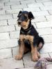 Airedale-Terrier Foto: Styrian Spirit Clea (ID 24191) Airedale-Terrier Hund