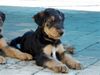 Airedale-Terrier Foto: Styrian Spirit Casanova (Coco) (ID 24192) Airedale-Terrier Hund