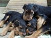 Airedale-Terrier Foto: Styrian Spirit Coffée, Chaos, Curly (ID 24193) Airedale-Terrier Hund