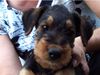 Airedale-Terrier Foto: Styrian Spirit Chaos (ID 24194) Airedale-Terrier Hund