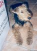 Airedale-Terrier Foto: Lara 6 Monate (ID 19382) Airedale-Terrier Hund