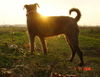 Airedale-Terrier Foto: ...Airedale - Dämmerung... (ID 35319) Airedale-Terrier Hund