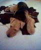 Airedale-Terrier Foto: Lara auf Kuhfell (ID 19387) Airedale-Terrier Hund