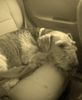 Airedale-Terrier Foto: Lara im Auto (ID 19388) Airedale-Terrier Hund