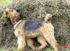 Airedale-Terrier Hund