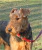 Airedale-Terrier Foto: Hombre Paul vom roten Milan (ID 18530) Airedale-Terrier Hund