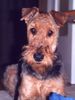 Airedale-Terrier Foto: Inka v. Musikwinkel (ID 20025) Airedale-Terrier Hund