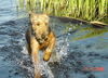 Airedale-Terrier Hund