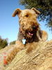 Airedale-Terrier Foto: >>>>>> zum Trocknen auf's Stroh ......Inka (ID 34943) Airedale-Terrier Hund