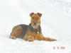 Airedale-Terrier Hund