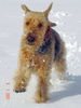 Airedale-Terrier Hund