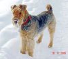 Airedale-Terrier Foto: Das von Gerd Siegel von Inka eingestellte Foto bitte ich herauszunehmen, da ich seit Sept. 2005 Besitzer von Inka bin. (ID 33292) Airedale-Terrier Hund